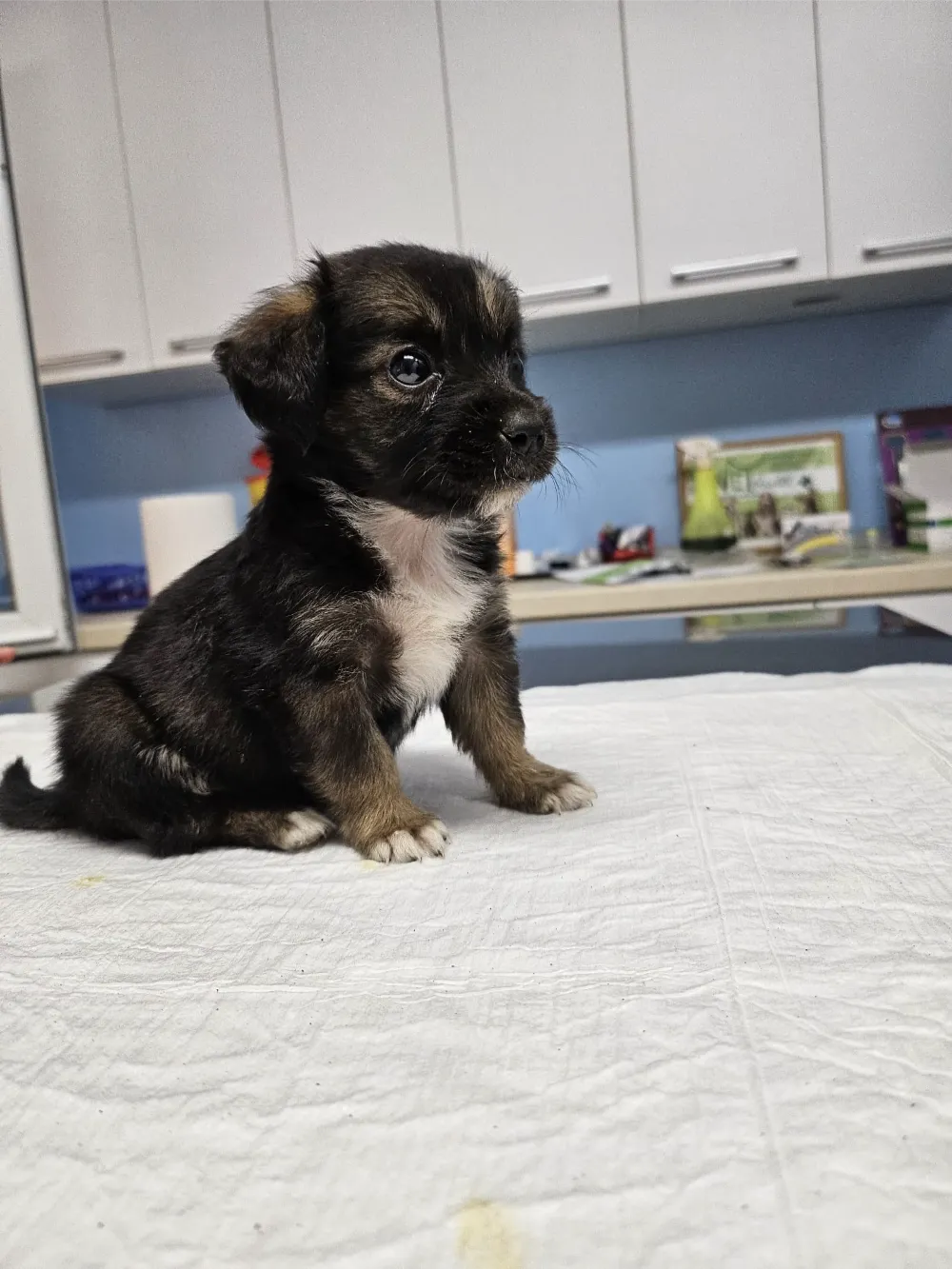 animalhealth-29