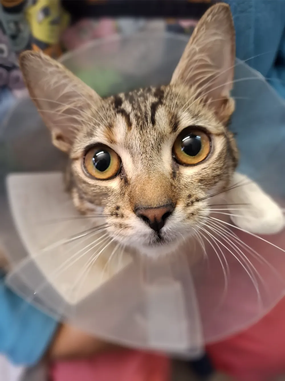 animalhealth-31