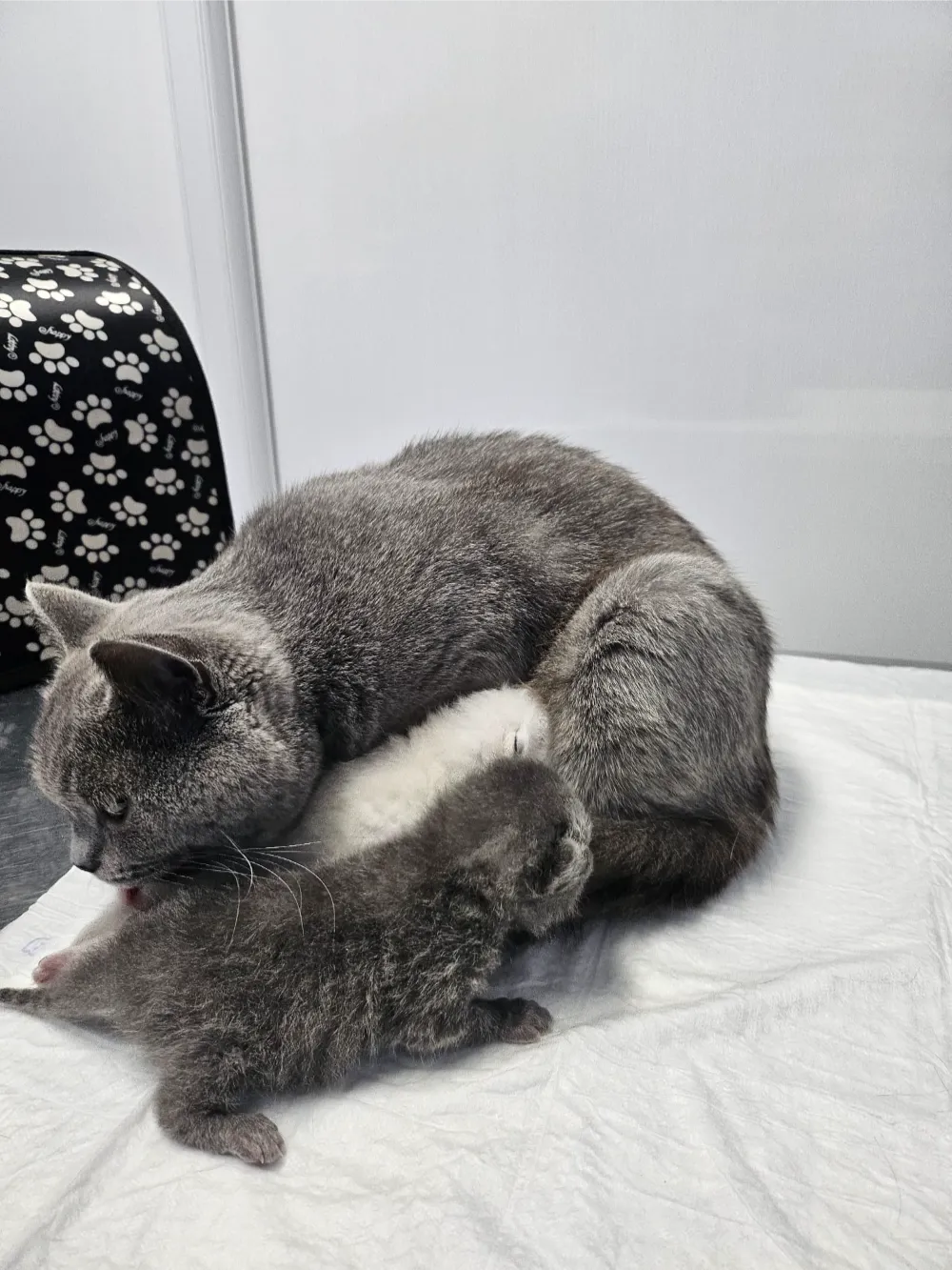 animalhealth-32