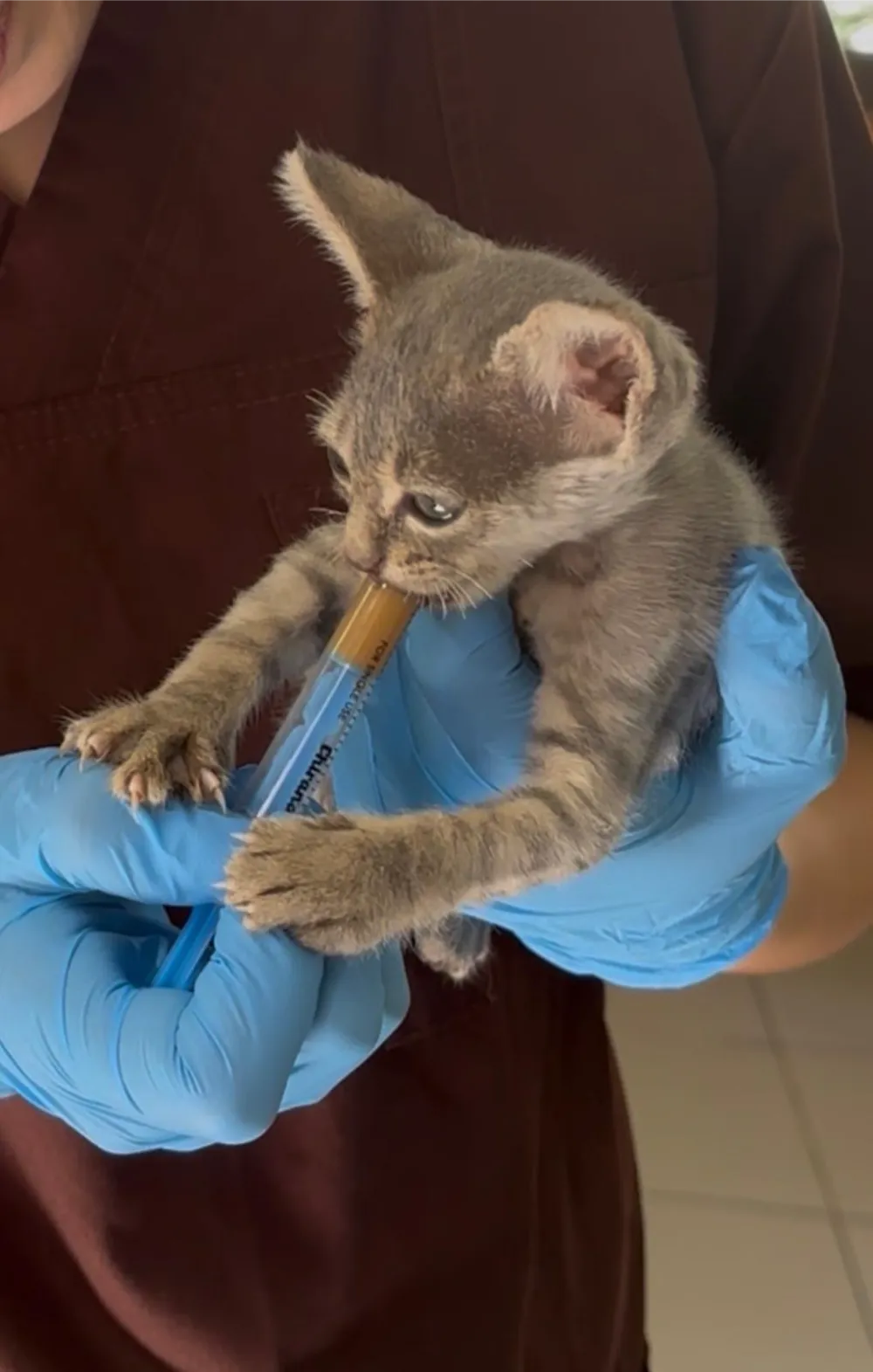animalhealth-35