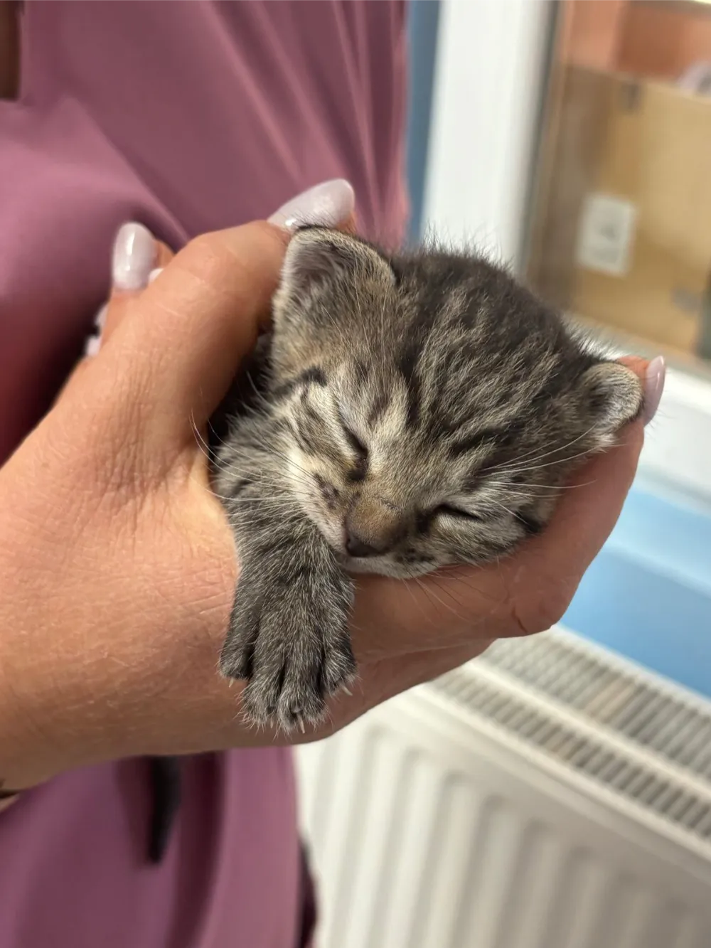 animalhealth-36