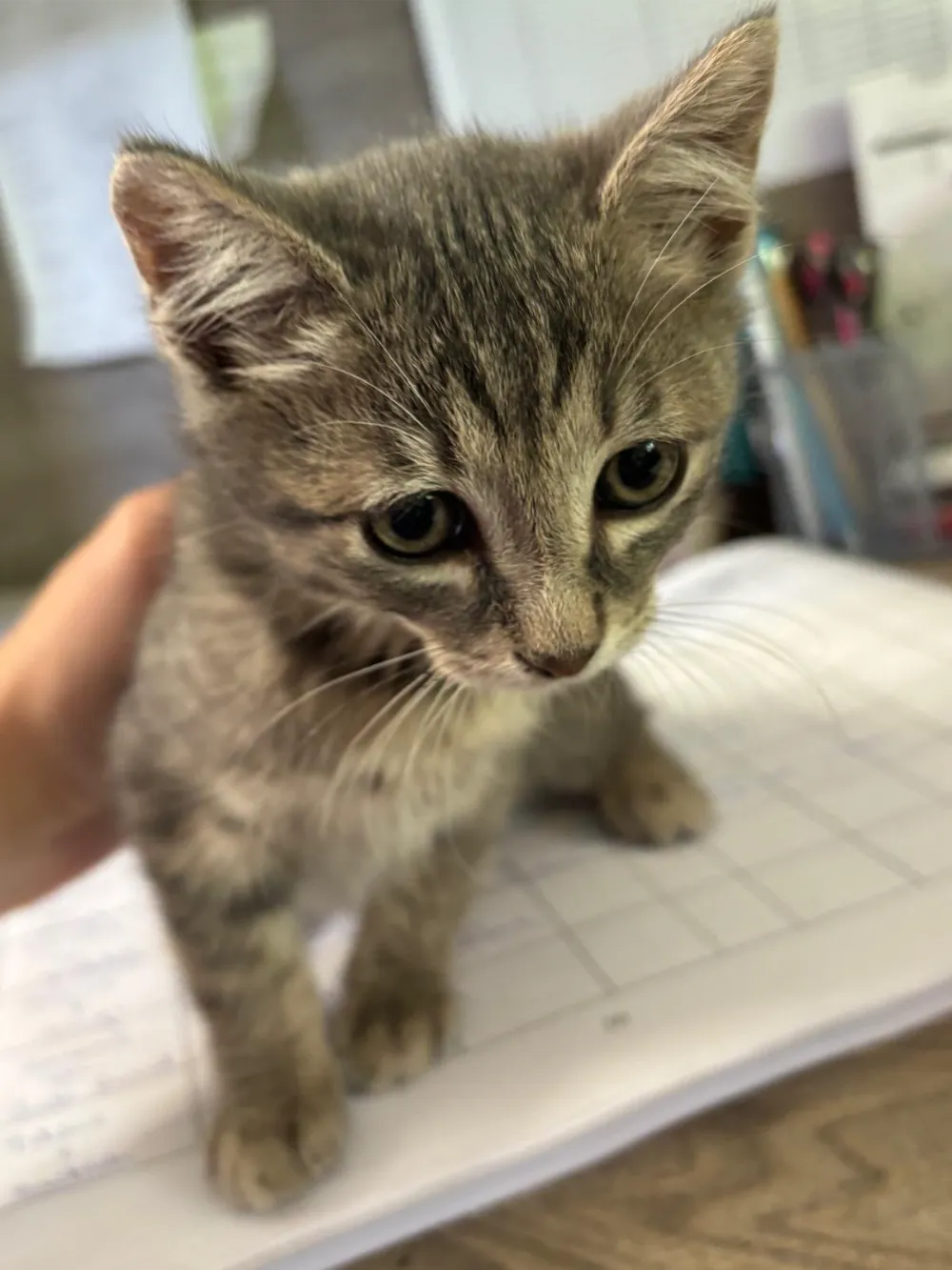 animalhealth-37