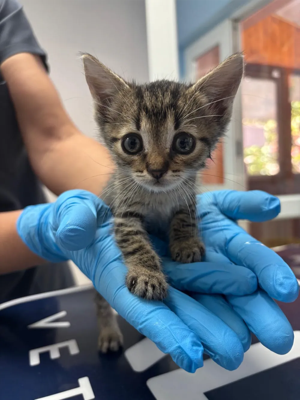 animalhealth-43